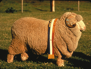 羊イメージ