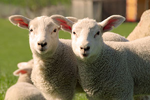 平織り・タッサー織り図解