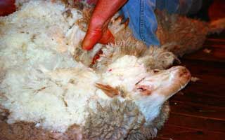 平織り・タッサー織り図解