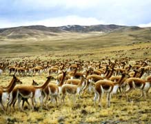 ビキューナの群